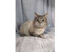 Adopt Mashed Potato a Gray or Blue Domestic Shorthair / Domestic Shorthair /
