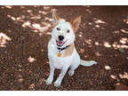 Adopt Major a White Australian Cattle Dog / Mixed Breed (Medium) / Mixed (short