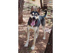 Adopt Rush *Good with adults* a Black Alaskan Klee Kai / Mixed Breed (Medium) /