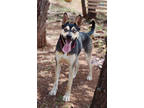 Adopt Rush *Good with adults* a Black Husky / Mixed dog in Sedona, AZ (40707686)