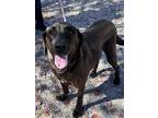 Adopt Lucy a Great Dane / Labrador Retriever / Mixed dog in Thomasville