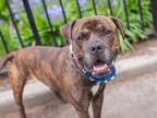 Adopt Baby Cakes a Mixed Breed (Large) / Mixed dog in New York, NY (41372383)