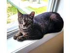 Adopt Banks a Brown Tabby Domestic Shorthair (short coat) cat in Wayne