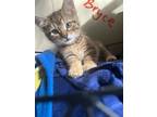 Adopt Bryce a Domestic Mediumhair / Mixed (short coat) cat in Meriden