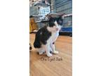 Adopt One Eyed Jack a Domestic Shorthair / Mixed (short coat) cat in El Dorado
