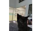 Adopt Nakia a Domestic Shorthair / Mixed (short coat) cat in Angola