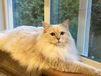 Adopt Cinnamon a Cream or Ivory (Mostly) Ragdoll / Mixed (long coat) cat in