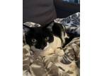 Adopt Lucy a Black & White or Tuxedo American Shorthair / Mixed (short coat) cat