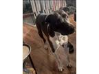 Adopt Tallie a Black - with White Labrador Retriever / Mixed dog in Queens