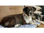 Adopt Betty June a Brown/Chocolate - with White Boxer / Catahoula Leopard Dog