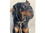 Adopt REX a Black - with Tan, Yellow or Fawn Doberman Pinscher / Mixed dog in