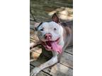 Adopt BRUCE a Gray/Silver/Salt & Pepper - with White American Staffordshire