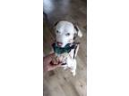 Adopt Simba a White - with Brown or Chocolate Beagle / German Shorthaired