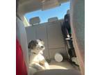 Adopt Bluey a Merle Australian Shepherd / Mixed dog in Concord, NC (41339916)