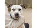Adopt Eliza a White Mixed Breed (Large) / Mixed dog in Hilliard, OH (40970053)