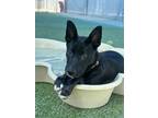 Adopt Bunny a Black German Shepherd Dog / Mixed dog in Fresno, CA (40845860)