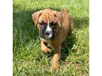 Boxer Puppy for sale in Jonesville, MI, USA