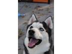 Adopt Azorel a Black - with White Husky / Mixed dog in Washington, MO (41058471)