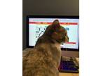 Adopt Freya a Calico or Dilute Calico Domestic Shorthair / Mixed (short coat)