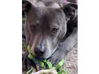 Adopt Lily a Gray/Blue/Silver/Salt & Pepper American Pit Bull Terrier / Mixed