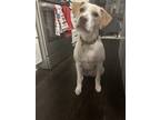 Adopt Cocoa a White Labrador Retriever dog in Armonk, NY (39090542)