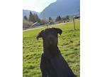 Adopt Venture a Black Labrador Retriever / Mastiff / Mixed dog in Hamilton