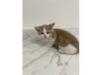 Adopt Sprite a Domestic Shorthair (short coat) cat in Oakdale, CA (41378739)