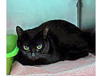 Adopt Cinder (in foster) a All Black Domestic Shorthair / Mixed Breed (Medium) /