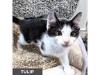 Adopt Tulip a Black & White or Tuxedo Domestic Shorthair (short coat) cat in