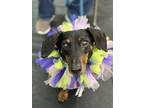 Adopt Otie a Black - with Tan, Yellow or Fawn Dachshund / Mixed dog in WAYNE