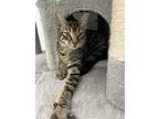 Adopt Yang a Gray, Blue or Silver Tabby Domestic Shorthair (short coat) cat in