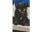 Adopt Moonlite a All Black Domestic Shorthair / Domestic Shorthair / Mixed cat