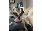 Adopt Lucy a Brown/Chocolate - with White Papillon / Mixed dog in Arlington