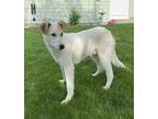 Adopt Rigatoni a White Maremma Sheepdog / Mixed dog in Fishers, IN (41288864)