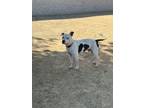 Adopt Kiko a White - with Black Pit Bull Terrier / Mixed dog in Chico