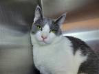 Adopt Avalanche a Gray or Blue (Mostly) Domestic Shorthair / Mixed cat in