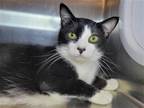 Adopt Cowboy a Black & White or Tuxedo Domestic Shorthair / Mixed cat in