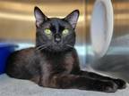 Adopt Partner a All Black Domestic Shorthair / Mixed cat in Millersville
