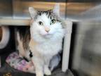 Adopt Vivian AKA Ricotta a Domestic Longhair / Mixed cat in Millersville