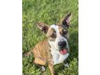 Adopt Bee a Brindle - with White Australian Cattle Dog / Blue Heeler / Mixed dog