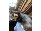 Adopt Picasso a Calico or Dilute Calico American Shorthair / Mixed (short coat)