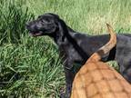 Adopt Aster a Black - with White Labrador Retriever / Boxer / Mixed dog in Monte