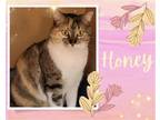 Adopt Honey a Brown Tabby Domestic Shorthair / Mixed cat in Hamilton