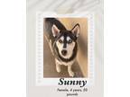 Adopt Sunny a Black - with White Husky dog in Lukeville, AZ (41378469)