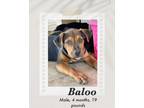 Adopt Baloo a Black - with Brown, Red, Golden, Orange or Chestnut Rottweiler /