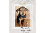 Adopt Candy a Black - with Brown, Red, Golden, Orange or Chestnut Rottweiler /