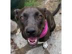 Adopt Missy a Black - with White Labrador Retriever dog in Seattle