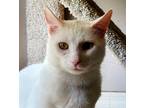 Adopt Gilbert - AC a White Domestic Shorthair / Mixed (short coat) cat in Cross