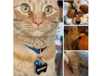 Adopt Cosmo we call her (cause-e) a Orange or Red Domestic Shorthair / Mixed