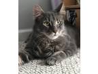 Adopt Fievel a Gray, Blue or Silver Tabby Domestic Mediumhair (medium coat) cat
